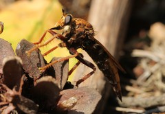 Asilus crabroniformis