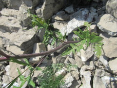 Sisymbrium heteromallum