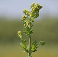Thalictrum flavum