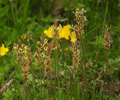 Plantago maritima serpentina
