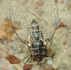 Cicadatra platyptera