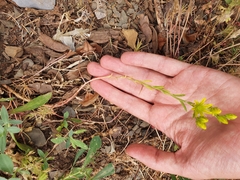 Petrosedum amplexicaule image