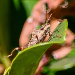 Riptortus abdominalis