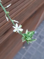 Chlorophytum comosum