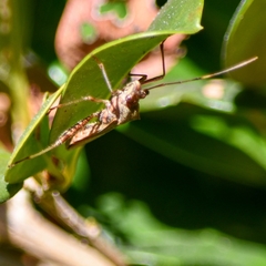 Riptortus abdominalis