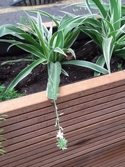 Chlorophytum comosum