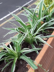 Chlorophytum comosum