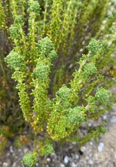 Thymus carnosus