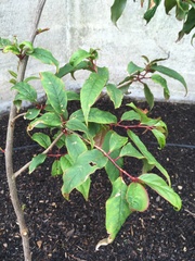 Rehderodendron macrocarpum