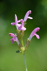 Pedicularis sylvatica