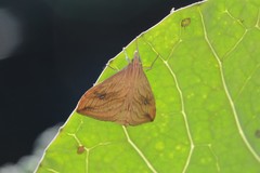 Evergestis forficalis