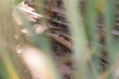 Trachylepis perrotetii