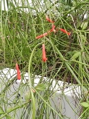 Russelia equisetiformis