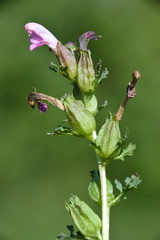 Pedicularis sylvatica