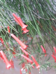 Russelia equisetiformis