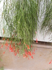 Russelia equisetiformis