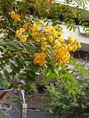 Tipuana tipu
