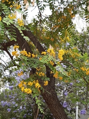 Tipuana tipu