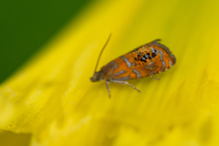 Olethreutes arcuella