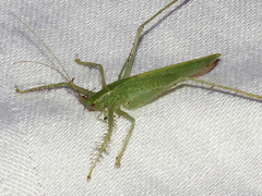 Paraphisis tryonensis