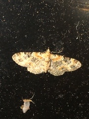 Eupithecia pulchellata