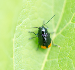 Cryptocephalus biguttatus