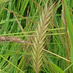 Hordeum secalinum