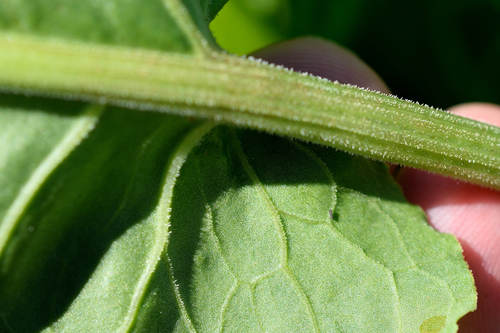 Tankiažiedė rūgštynė nuotrauka