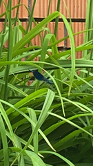 Calopteryx splendens