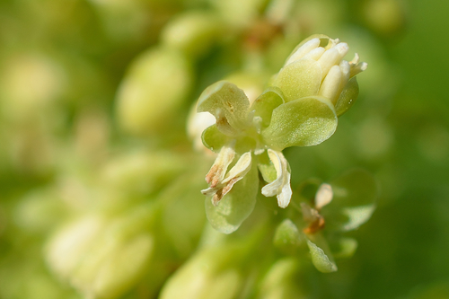 Tankiažiedė rūgštynė nuotrauka