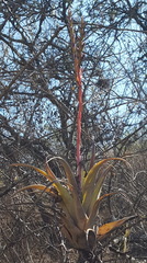 Tillandsia makoyana