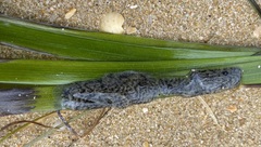 Stolidobranchia