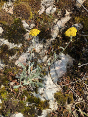 Achillea holosericea