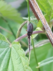 Gonodera luperus