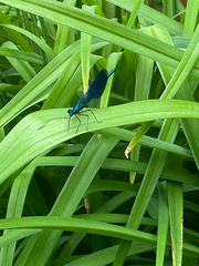 Calopteryx splendens
