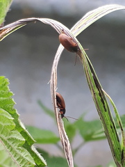 Gonodera luperus
