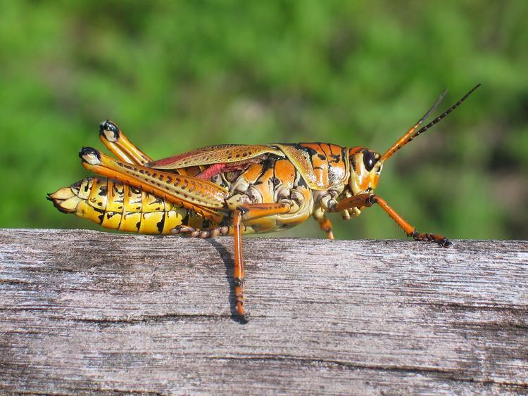 Eastern Lubber Grasshopper (GTM Research Reserve Arthropod Guide
