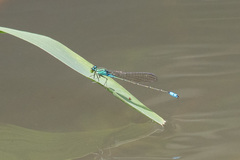 Pseudagrion nubicum