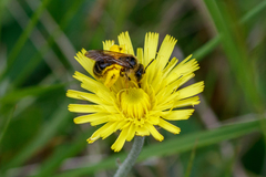 Andrena fulvago