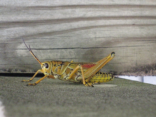 Eastern Lubber Grasshopper (GTM Research Reserve Arthropod Guide) ·  iNaturalist