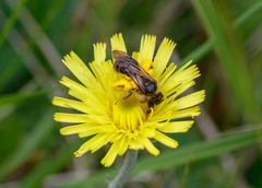 Andrena fulvago