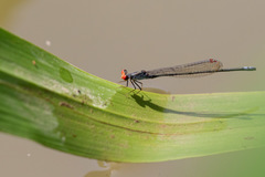 Pseudagrion sjoestedti