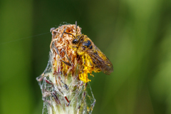 Andrena fulvago