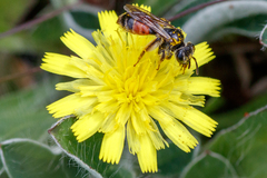 Andrena labiata