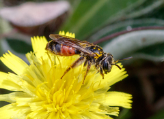 Andrena labiata