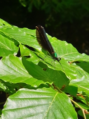 Calopteryx virgo