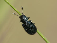 Necrobia violacea