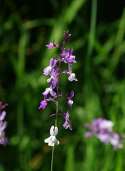 Linaria elegans