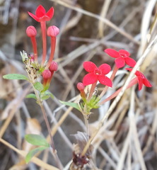 Bouvardia viminalis