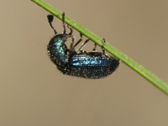 Necrobia violacea